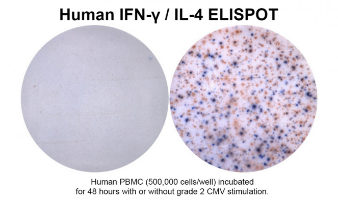 新品本物 Human IFN-γ/IL-4 Double-Color ELISPOT | ImmunoSpot® 邦楽