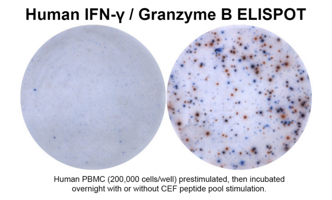 Human IFN-γ/Granzyme B Double-Color ELISPOT | ImmunoSpot®