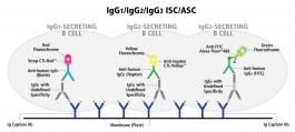 Human IgG1/IgG2/IgG3 Three-Color FluoroSpot | ImmunoSpot®