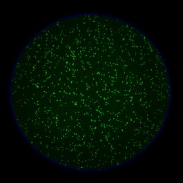 LDA Cell Counting Suite | ImmunoSpot®