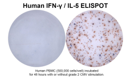 Human IFN-γ/IL-5 Double-Color ELISPOT | ImmunoSpot®