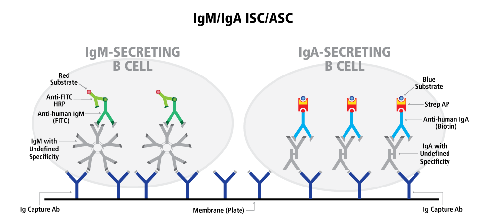 Human IgA/IgM Double-Color ELISPOT | ImmunoSpot®