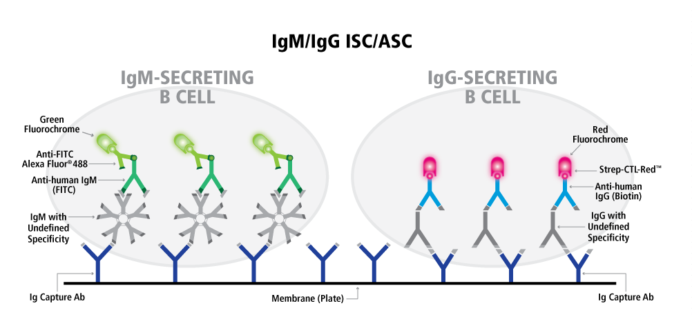 Human IgG/IgM Double-Color FluoroSpot | ImmunoSpot®