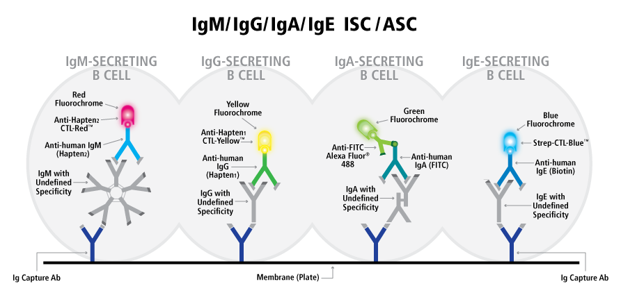 Human IgA IgE IgG IgM Four Color FluoroSpot ImmunoSpot