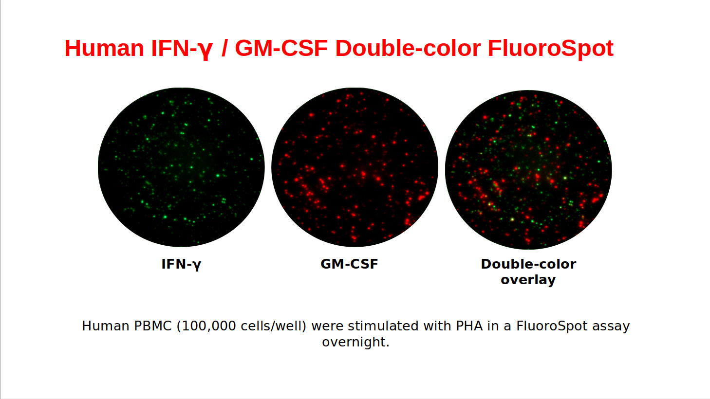 ImmunoSpot® - Human IFN-γ/GM-CSF Double-Color FluoroSpot