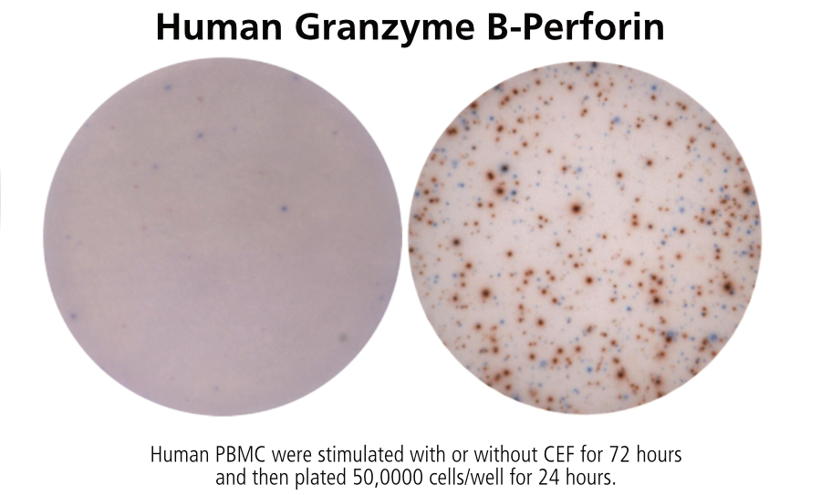 Human Granzyme B/Perforin Double-Color ELISPOT | ImmunoSpot®