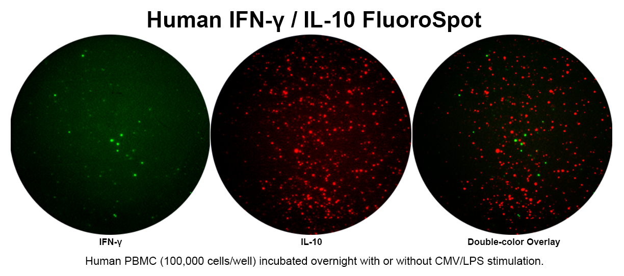 ImmunoSpot® - Human IFN-γ/IL-10 Double-Color FluoroSpot