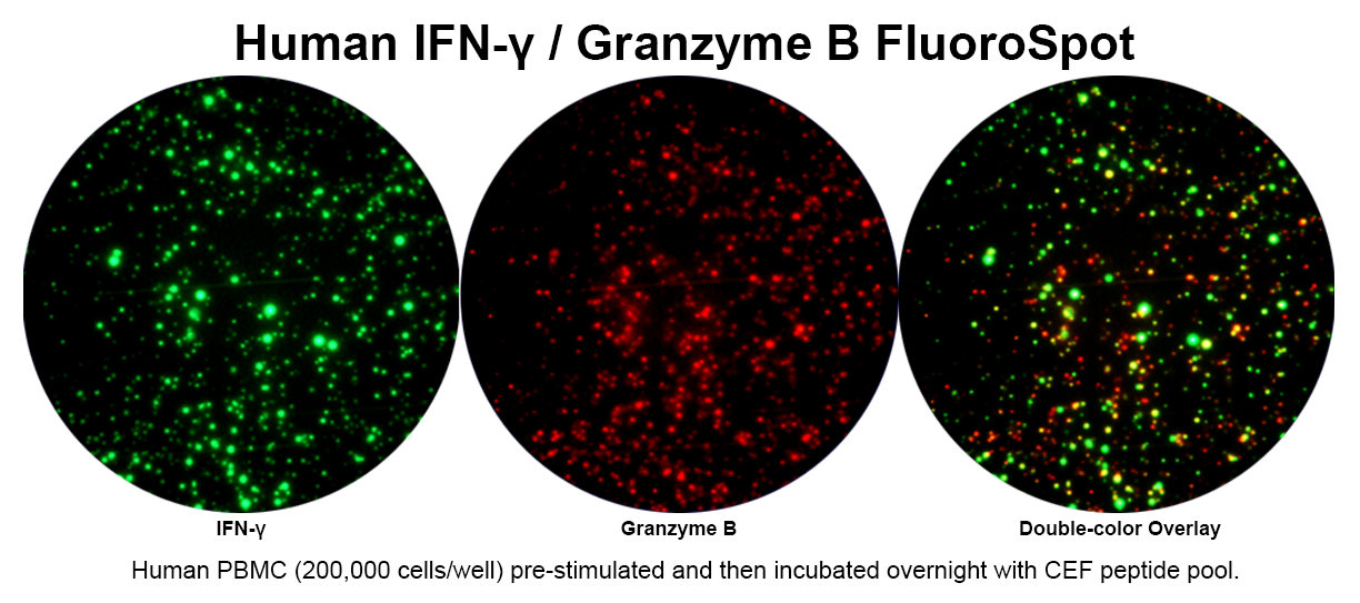 Human IFN-γ/Granzyme B Double-Color FluoroSpot | ImmunoSpot®