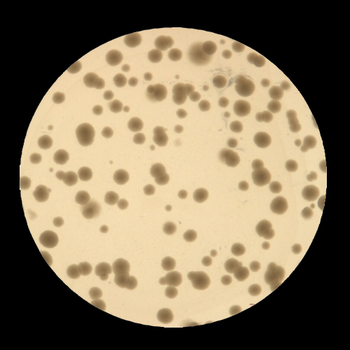Yeast Colonies
