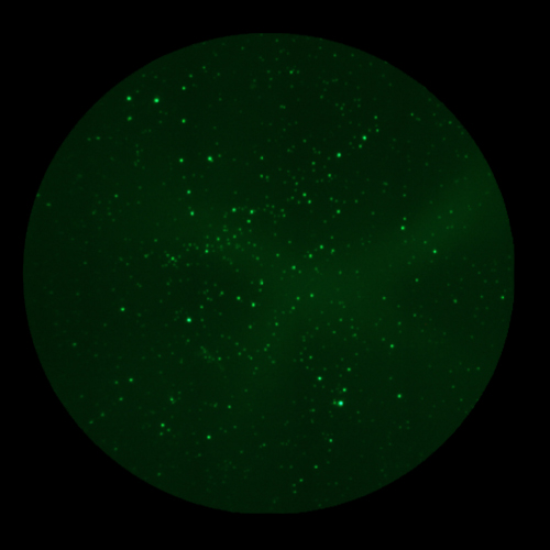 Live target cells E:T 100-1