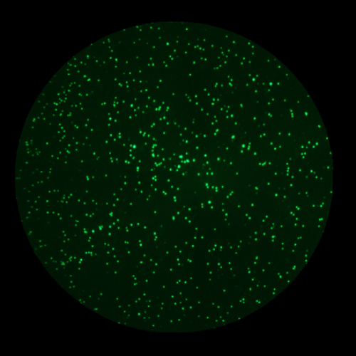 Live target cells E:T 6-1