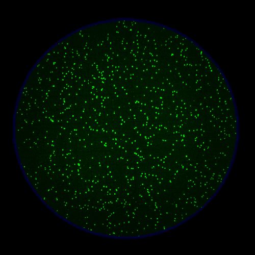Donor-1-live-cells