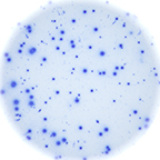 Enzymatic B cell well image