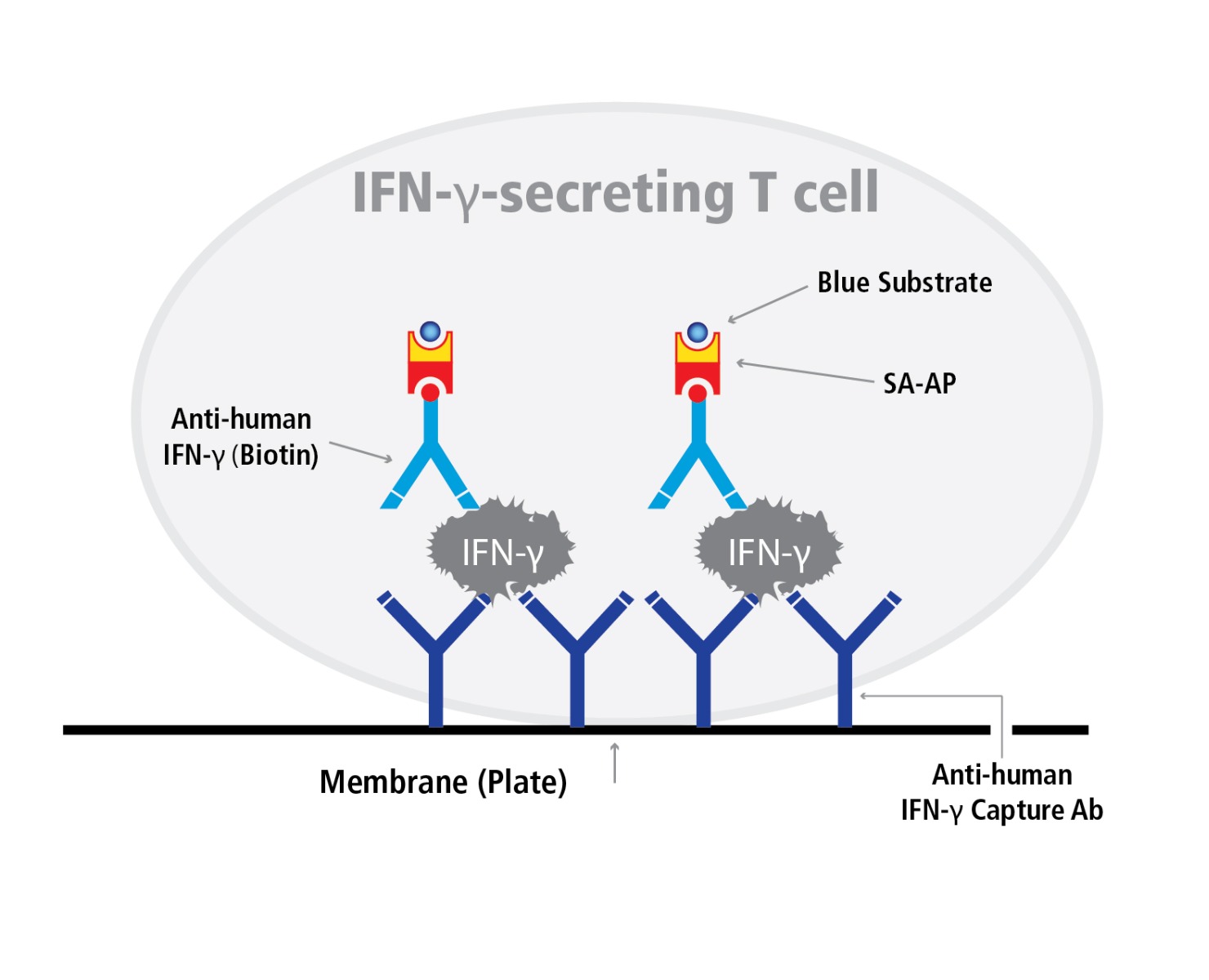 Hu_Ifn-g_T_cell_cartoon