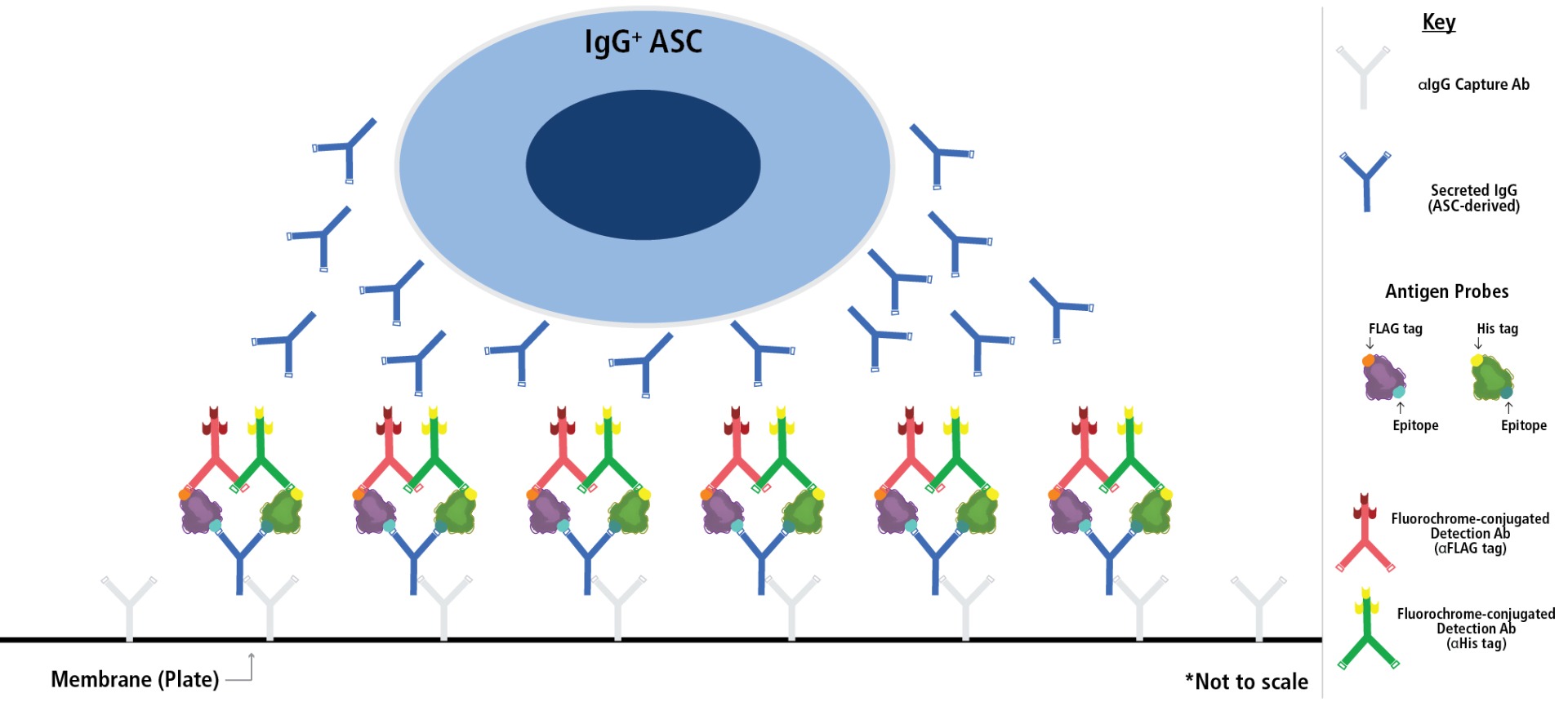 Double color diagram thumbnail