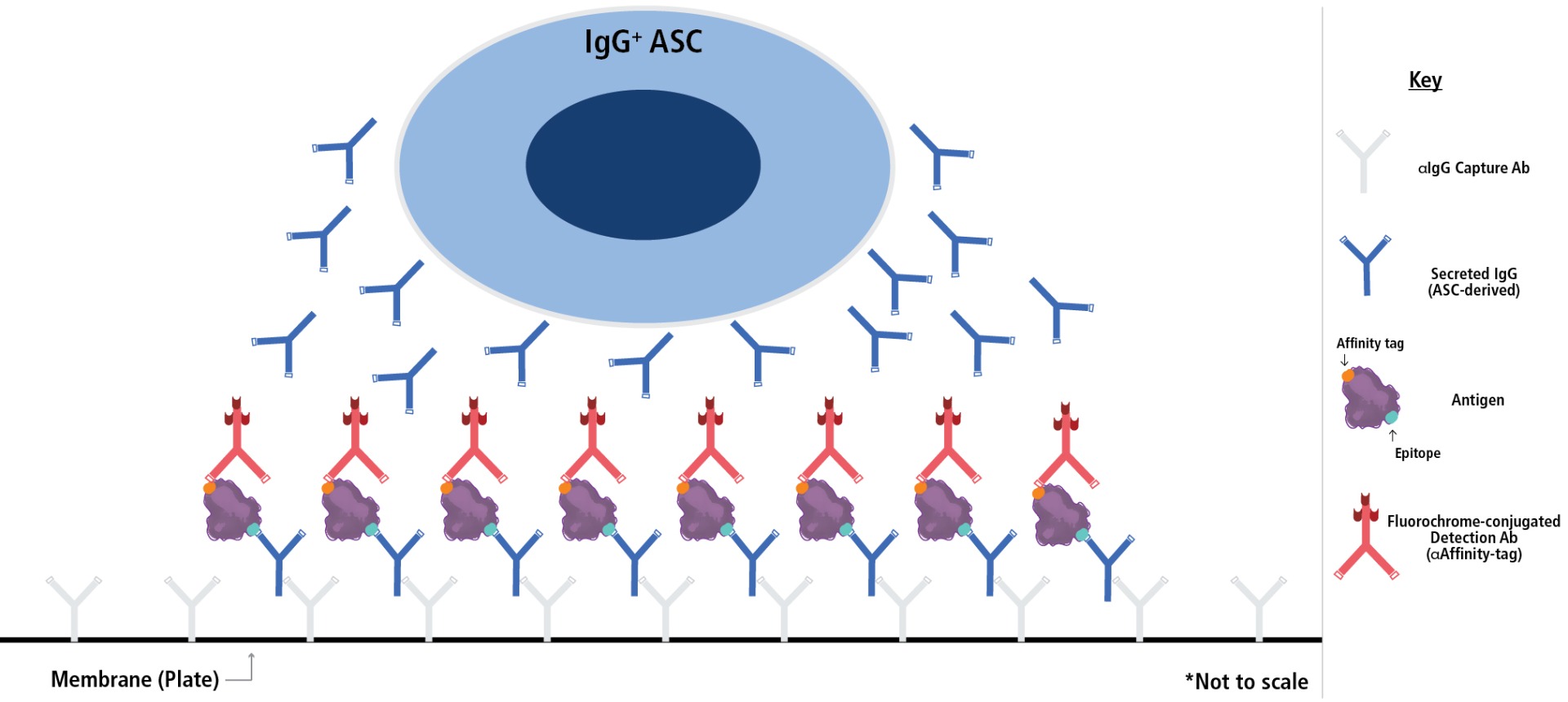 red inverted b cell diagram