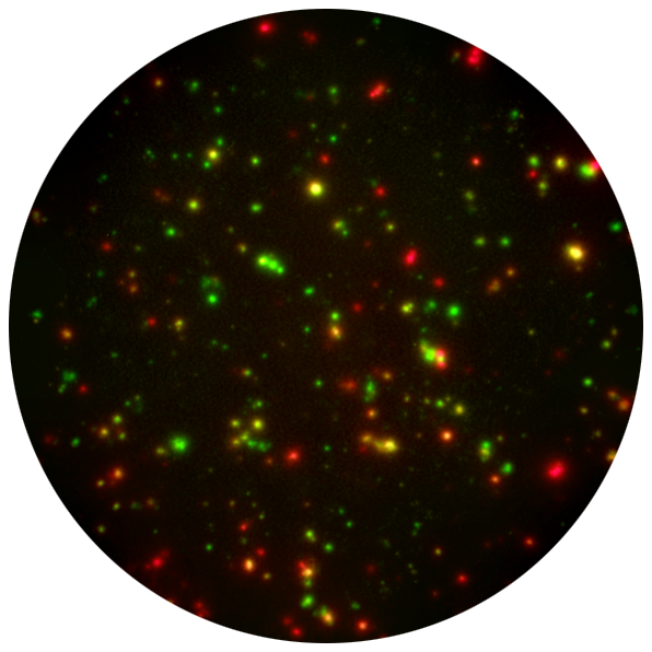 Fluorescent T cell well image