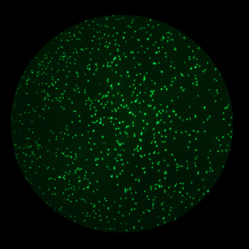 Live-target-cells E:T 1-1